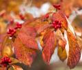 IMG_1186 red berries and orange leaves